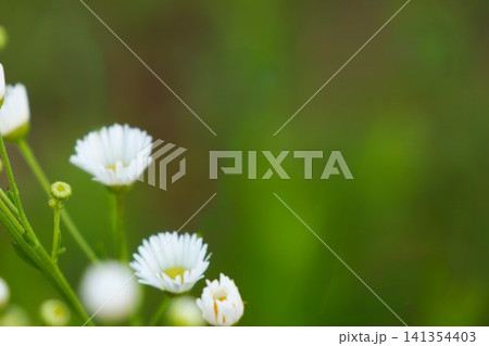 早朝の光に照らされる可憐なヒメジョオンの花 早朝の光に照らされる可憐なヒメジョオンの花 141354403
