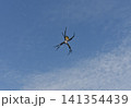 青空と蜘蛛の巣　大きな蜘蛛　コガネグモ 141354439