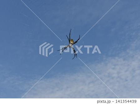 青空と蜘蛛の巣 大きな蜘蛛 コガネグモ 青空と蜘蛛の巣 大きな蜘蛛 コガネグモ 141354439