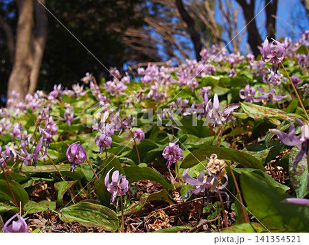 カタクリの花の生態写真 カタクリの花の生態写真 141354521