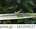 小さいカマキリ 141354527