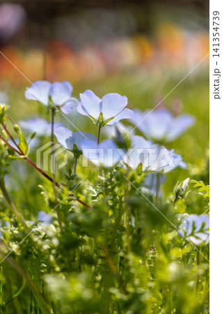 青いネモフィラの花 青いネモフィラの花 141354739