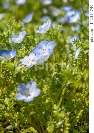 青いネモフィラの花 青いネモフィラの花 141354740