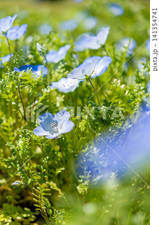 青いネモフィラの花 青いネモフィラの花 141354741