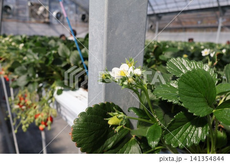 いちご園の白いイチゴの花 141354844