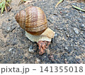 Roman snail crawling on wet asphalt ground high angle view  141355018