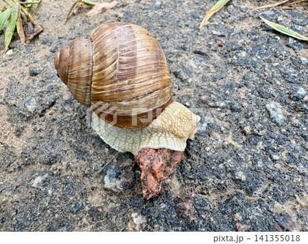 Roman snail crawling on wet asphalt ground high angle view Roman snail crawling on wet asphalt ground high angle view 141355018
