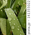 Big transparent rain drops and morning dew droplets on fresh green leaves in a summer garden close up.  141355022