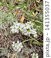 Small White Wildflowers Blooming on Dry Summer Ground 141355037