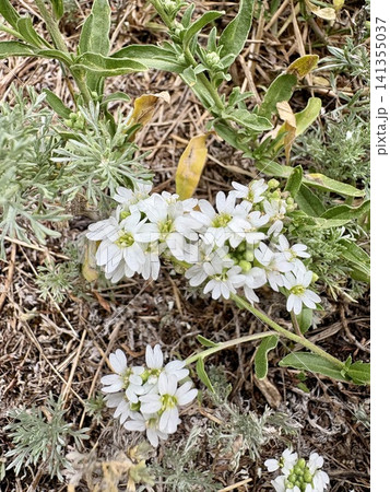 Small White Wildflowers Blooming on Dry Summer Ground Small White Wildflowers Blooming on Dry Summer Ground 141355037