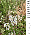 White Yarrow Wildflowers Blooming in a Wild Meadow 141355038