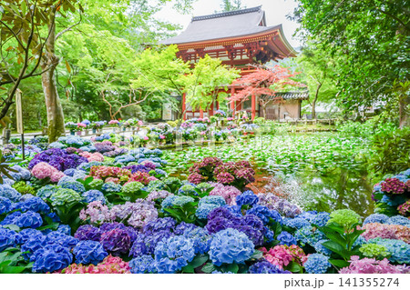 奈良県宇陀市 室生寺の仁王門裏のバン字池周辺に飾られた紫陽花の花々 奈良県宇陀市 室生寺の仁王門裏のバン字池周辺に飾られた紫陽花の花々 141355274