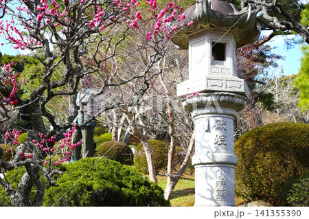石灯籠と梅の花 石灯籠と梅の花 141355390