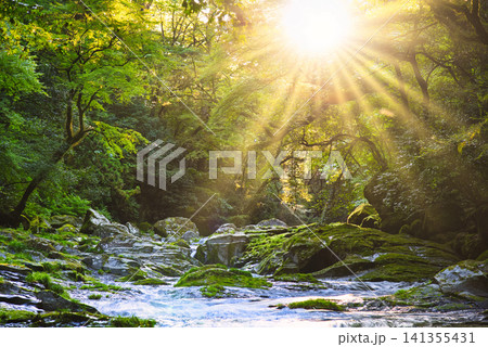 菊池渓谷の美しい光芒風景 菊池渓谷の美しい光芒風景 141355431