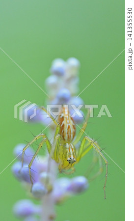 ヤブランの花にたたずむ笹雲のマクロ撮影 141355530