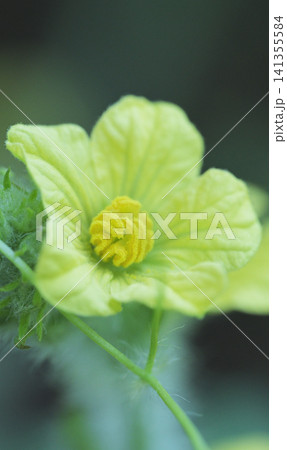 家庭菜園で育つスイカの花 夏の成長風景 家庭菜園で育つスイカの花 夏の成長風景 141355584