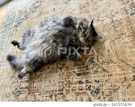 仰向けに寝ている猫 141355634