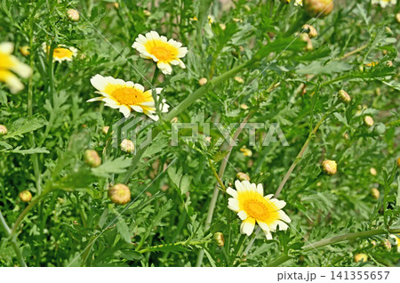 植物：シュンギク　キク科 141355657