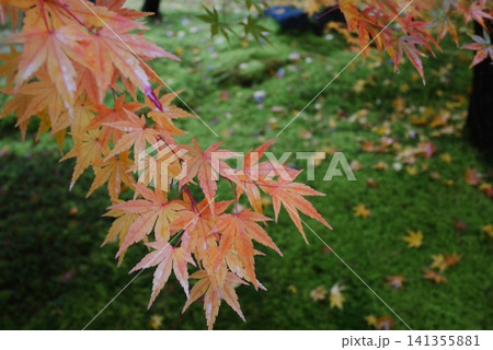 紅葉したモミジ 紅葉したモミジ 141355881