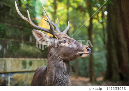 Sika deer with antler by Kasuga Grand Shrine and fall leaf, Nara Park Sika deer with antler by Kasuga Grand Shrine and fall leaf, Nara Park 141355958