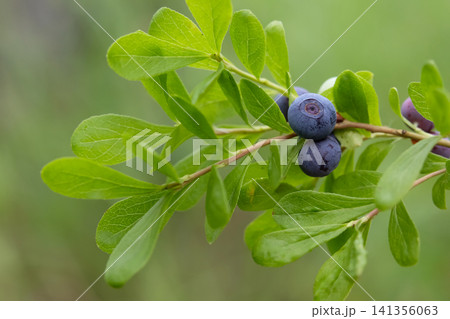 Ripe blue berries of Dwarf bilberry on a branch with leaves. Ripe blue berries of Dwarf bilberry on a branch with leaves. 141356063