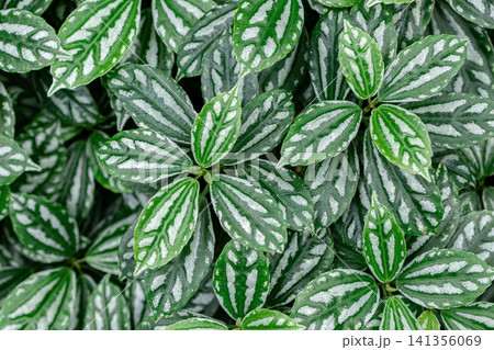 Beautiful pattern of mosaic plant leaves in the botanical garden. Beautiful pattern of mosaic plant leaves in the botanical garden. 141356069