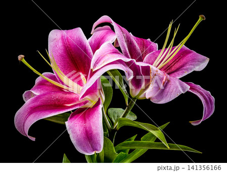 Beautiful vibrant pink lily flowers on solid black background Beautiful vibrant pink lily flowers on solid black background 141356166