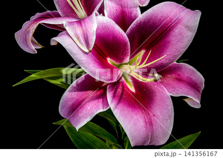 Beautiful vibrant pink lily flowers on solid black background 141356167
