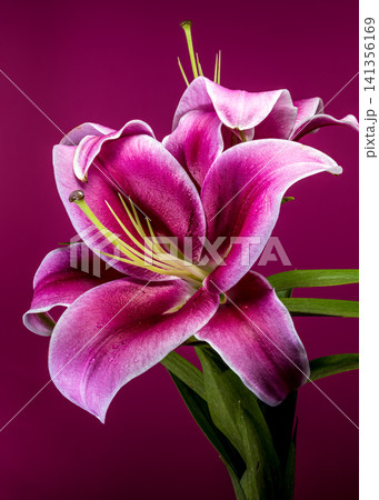 Beautiful vibrant pink lily flowers on dark magenta background Beautiful vibrant pink lily flowers on dark magenta background 141356169