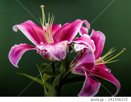 Beautiful vibrant pink lily flowers on dark green background Beautiful vibrant pink lily flowers on dark green background 141356172