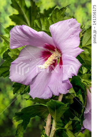 Pink Syrian hibiscus flower on bokeh green foliage background Pink Syrian hibiscus flower on bokeh green foliage background 141356175