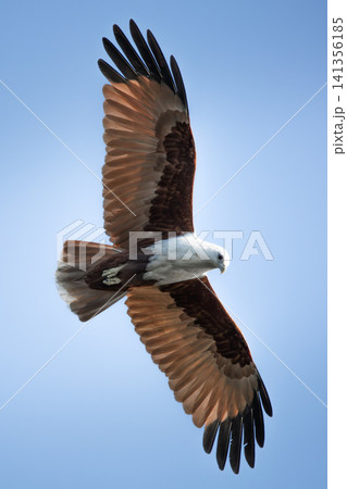 Brahminy Kite Brahminy Kite 141356185