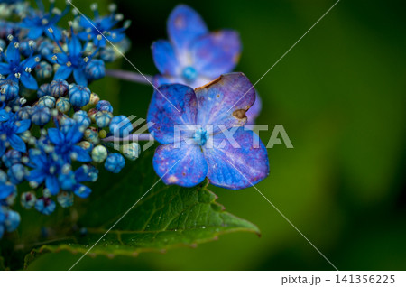 色褪せてゆく紫陽花 141356225