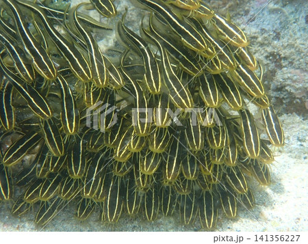 ゴンズイ玉（ゴンズイの群れ）の水中写真 141356227