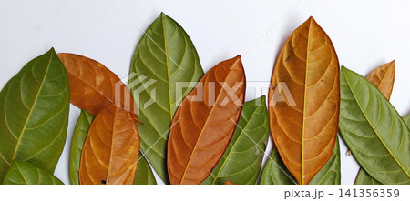 Layered frame of green and brown autumn leaves. 141356359