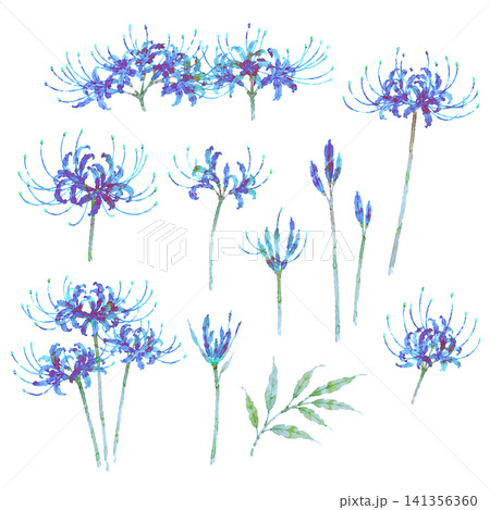 青い彼岸花 水彩 イラストセット(背景透過)曼珠沙華 手描き 青い彼岸花 水彩 イラストセット(背景透過)曼珠沙華 手描き 141356360