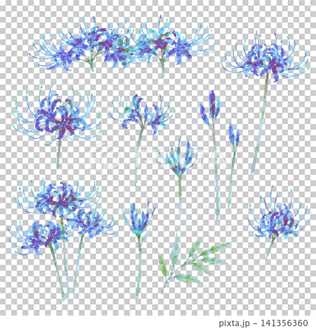 青い彼岸花 水彩 イラストセット(背景透過)曼珠沙華 手描き 青い彼岸花 水彩 イラストセット(背景透過)曼珠沙華 手描き 141356360