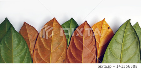 leaves of tropical plants on white leaves of tropical plants on white 141356388