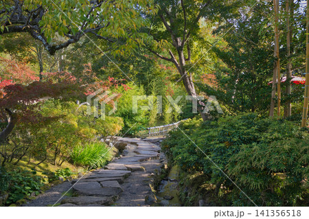緑と紅葉が美しい日本庭園の石畳の道 緑と紅葉が美しい日本庭園の石畳の道 141356518