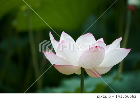 黒い背景で際立つ美しさのハスの花 黒い背景で際立つ美しさのハスの花 141356662