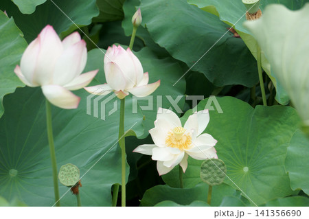 鶴舞公園胡蝶ヶ池のハス18 名古屋 鶴舞公園胡蝶ヶ池のハス18 名古屋 141356690