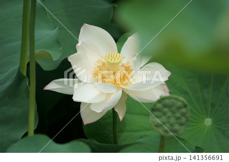 白い蓮の花 白い蓮の花 141356691