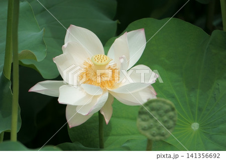 白いハスの花 141356692