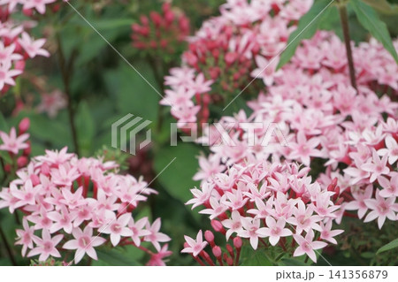 星形の花が集まったピンクのペンタス 141356879