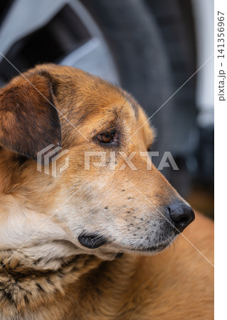 Close up portrait of brown domestic dog with alert expression Close up portrait of brown domestic dog with alert expression 141356967