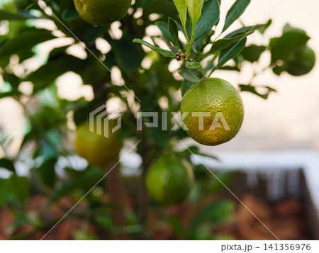Fresh Kumquat Fruit Growing on Tree in Natural Garden Fresh Kumquat Fruit Growing on Tree in Natural Garden 141356976