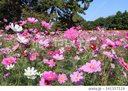 カラフルな衣装競うか秋桜 141357129