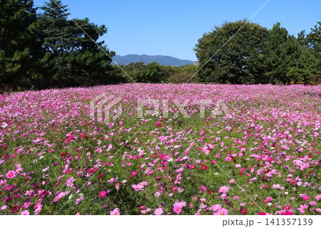 朝陽浴び輝く野辺の秋桜 朝陽浴び輝く野辺の秋桜 141357139