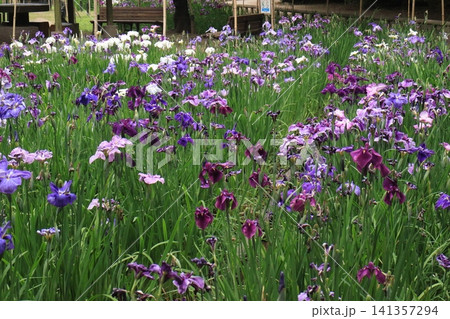 花菖蒲の花畑 花菖蒲の花畑 141357294