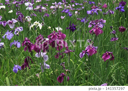 花菖蒲の花畑 花菖蒲の花畑 141357297